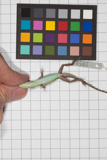 Media type: image;   Herpetology R-189493